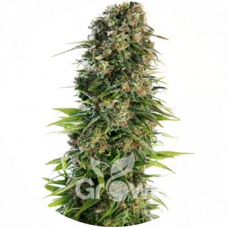Golden Skunk Reg.