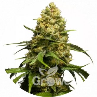 Super Skunk Fem.