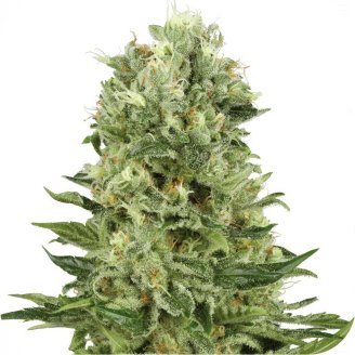 Купить семена марихуаны Blue Candy Auto Fem. Купить семена марихуаны Blue Candy Auto Fem.