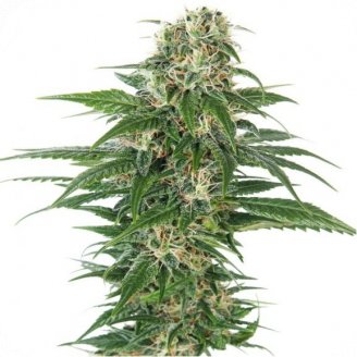 Купить семена марихуаны Speed + Auto Fem. Купить семена марихуаны Speed + Auto Fem.
