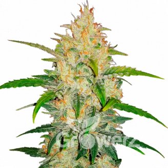 LSD Auto Fem.