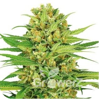 Bubble Gum Fem.