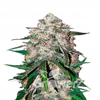 Smoothie Auto Fem.