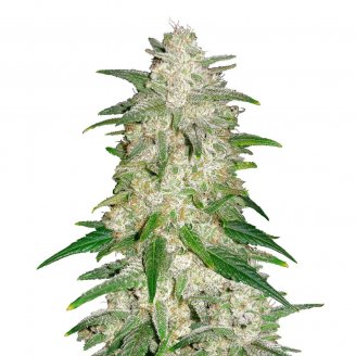 Купить семена марихуаны Forbidden Runtz Auto Fem. Купить семена марихуаны Forbidden Runtz Auto Fem.