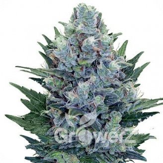 Cheese Auto Reg.