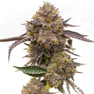 Купить семена марихуаны Quarter Pounder Auto Fem. Купить семена марихуаны Quarter Pounder Auto Fem.