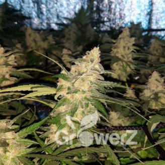 AK 47 Auto Fem.