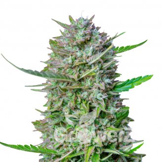 Guava Auto Fem.