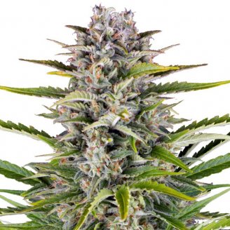 Купить семена марихуаны Gorilla Zkittlez Auto Fem. Купить семена марихуаны Gorilla Zkittlez Auto Fem.