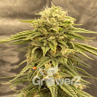 RS11 Fem.