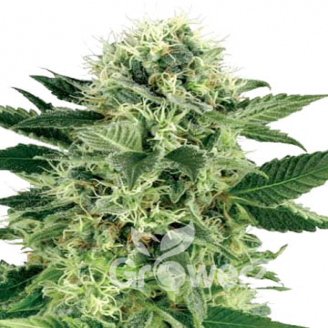 Pink Rozay Fem.