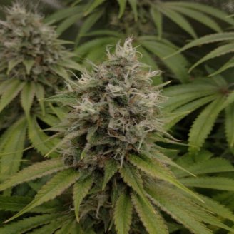 Pink Rozay Fem.