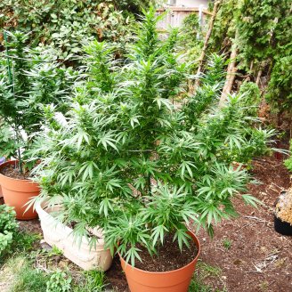 White Widow XL Fem.