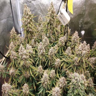 White Widow XL Fem.