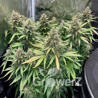 Bruce Banner # Fem.