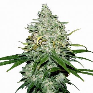 Купить семена марихуаны Fat Bastard Auto Fem. Купить семена марихуаны Fat Bastard Auto Fem.