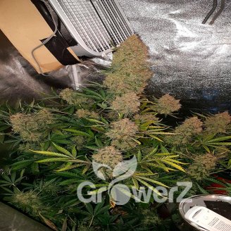 Gelato CBD Fem.