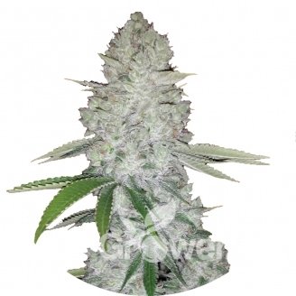 Gorilla Glue Fem.