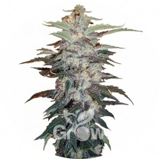 Zkittlez Auto Fem.